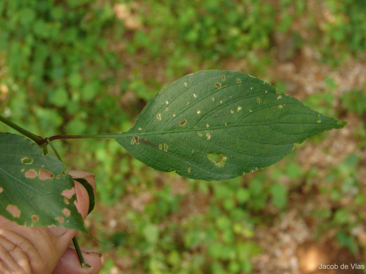 Strobilanthes cordifolia (Vahl) J.R.I.Wood